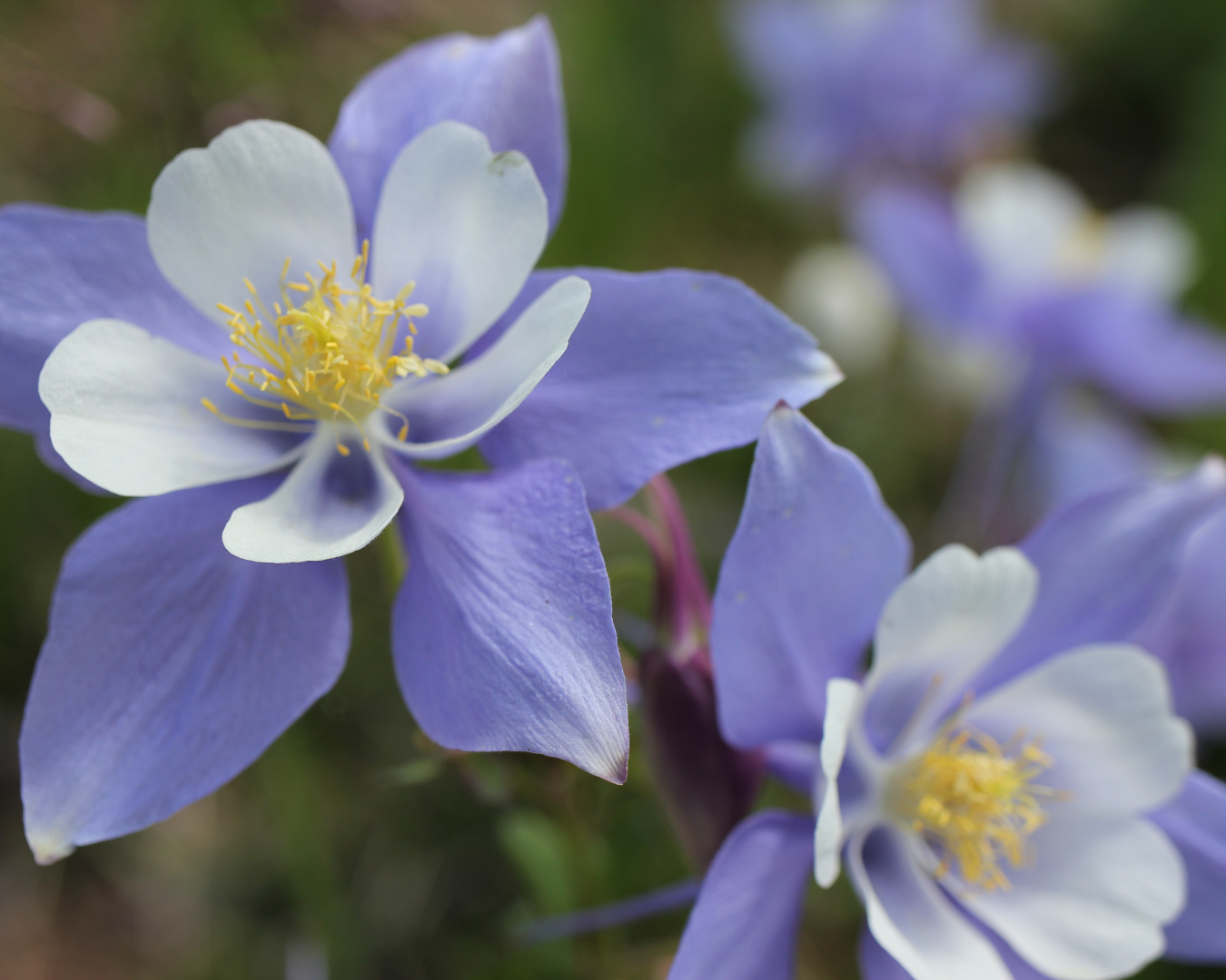 Breckenridge Wildflower Week events for Saturday July 11, 2026